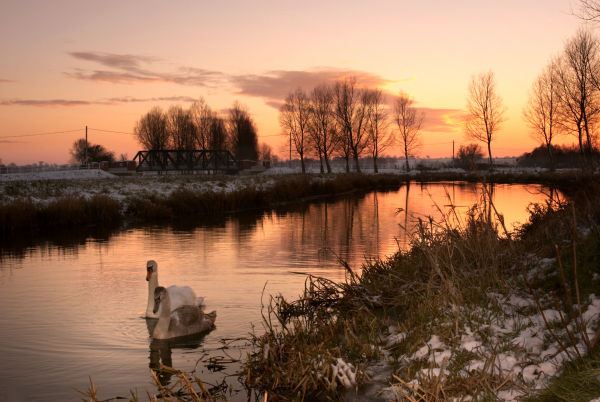 Sunset Swans